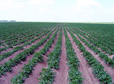 Potatoes