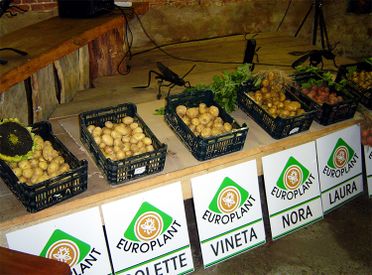 Potatoes
