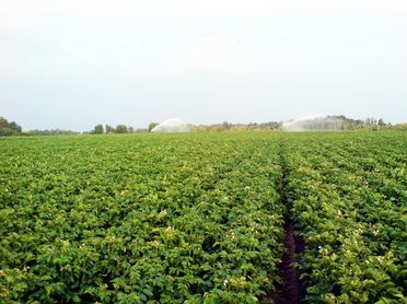 Bulvės