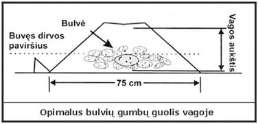 Bulvių sodinimas