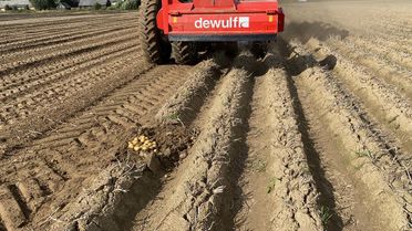 Potatoes