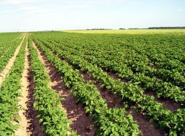 Potatoes